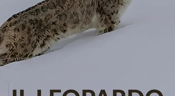 Il leopardo delle nevi
