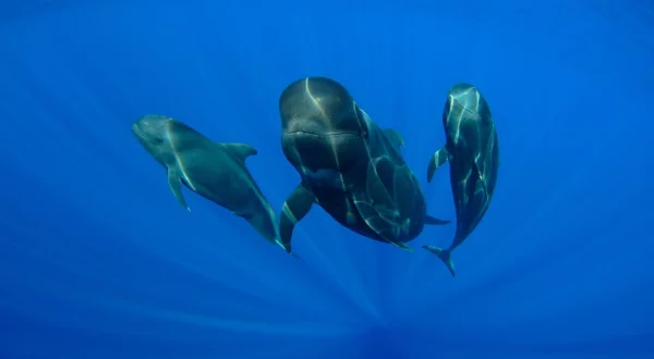 Plongée avec les baleines-pilotes