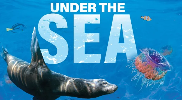 Under the Sea