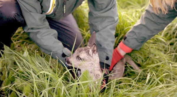 die nordstory: Wenn Tiere Hilfe brauchen