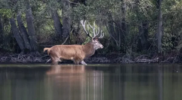 Der Hirsch - König des Waldes