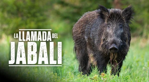 La llamada del jabalí