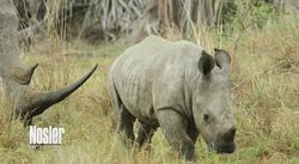 Carter's WAR S1 EP10 - Africa's Most Dang - Seg2