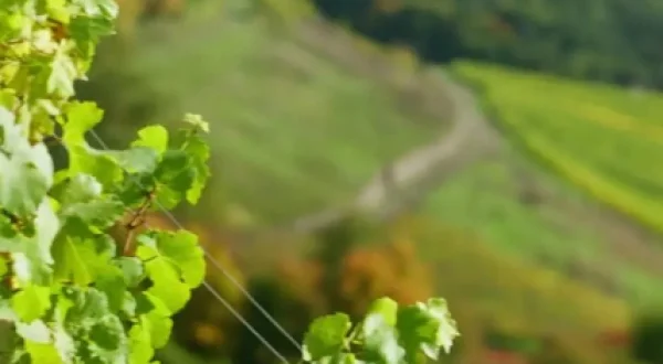 ¿El vino sin alcohol salvará a los viticultores?