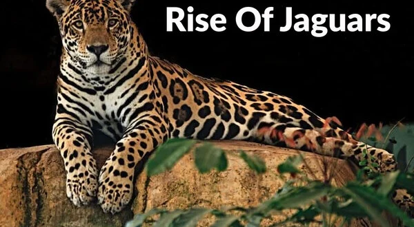 Rise Of Jaguars