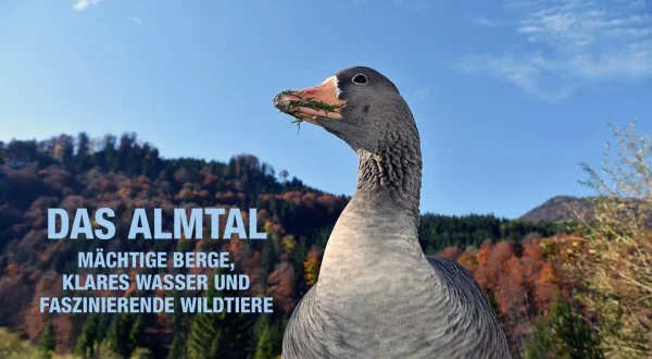 Das Almtal - Mächtige Berge, klares Wasser und faszinierende Wildtiere