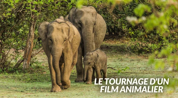 Le tournage d'un film animalier