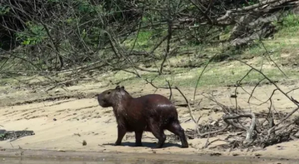 Tiere ausser Rand und Band