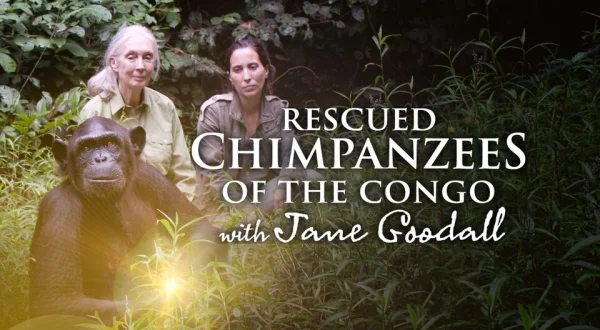 Rescued Chimpanzees of the Congo With Jane Goodall