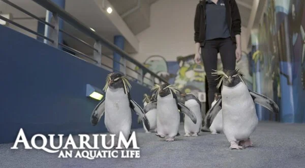 Aquarium: An Aquatic Life