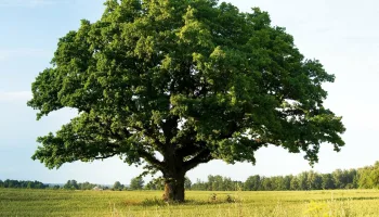 La civilisation des arbres