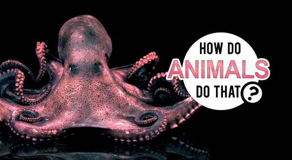 How Do Animals Do That