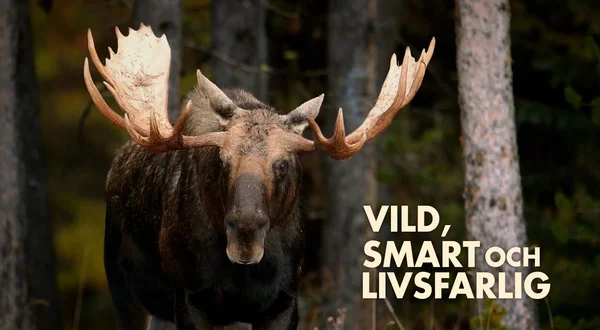 Vild, smart och livsfarlig