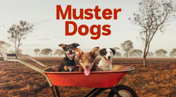 Muster Dogs