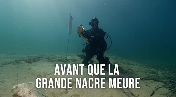 Avant que la grande nacre meure