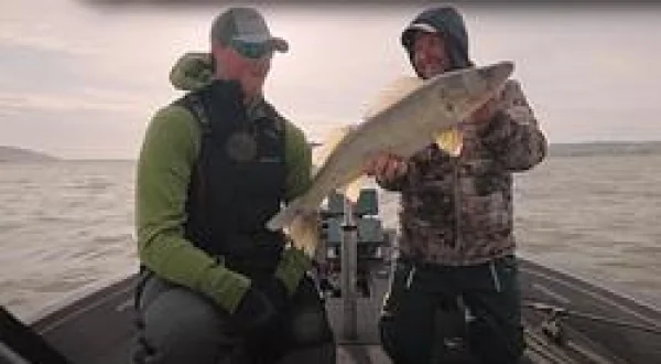 Lake Pepin Walleyes