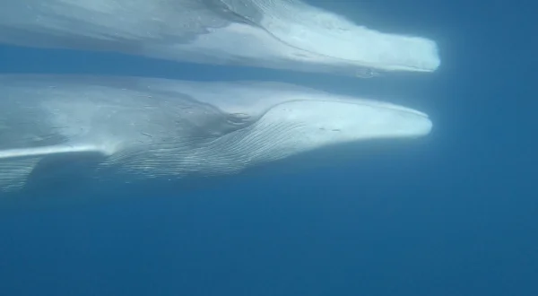 Pelagos – Welt der Wale