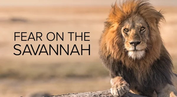 Fear on the Savannah