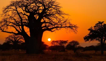 A l'ombre du baobab