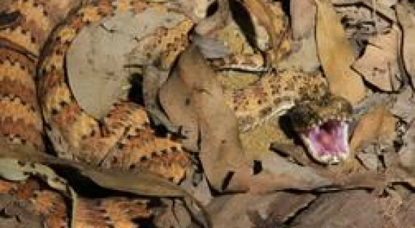 Incroyables serpents