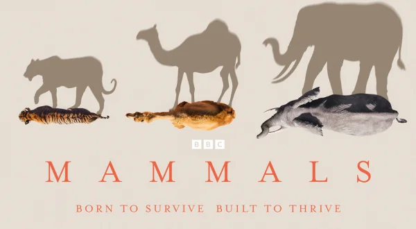 Mammals
