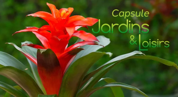 Capsules Jardins et loisirs