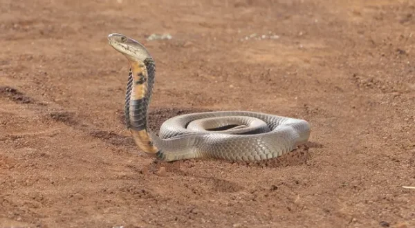 Serpents surprise