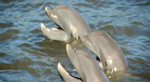 Dolphin Days
