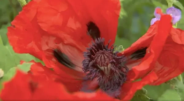 The A to Z of TV Gardening
