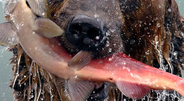 De Hongerspelen: de grote beer van Alaska