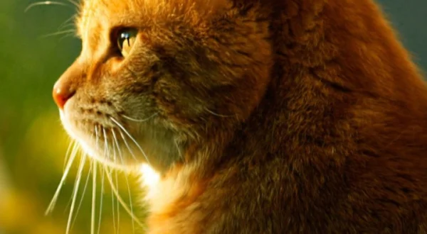 Qué tener en cuenta para vivir con un gato