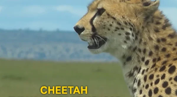 Cheetah: The Maasai Brotherhood