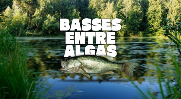 Basses Entre Algas