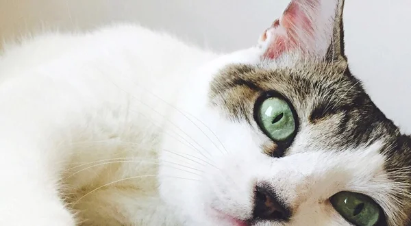 Cats of Claw Hill