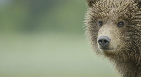 Alaskas tödlichste Jäger