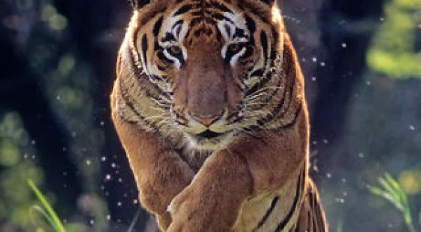 Extreme Animals