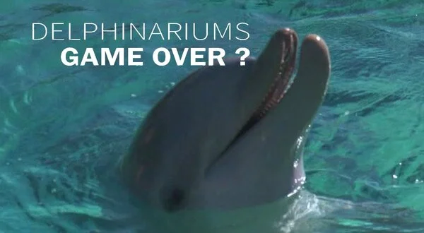 Delphinariums : game over ?
