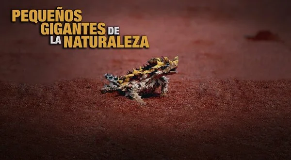 Pequeños gigantes de la naturaleza