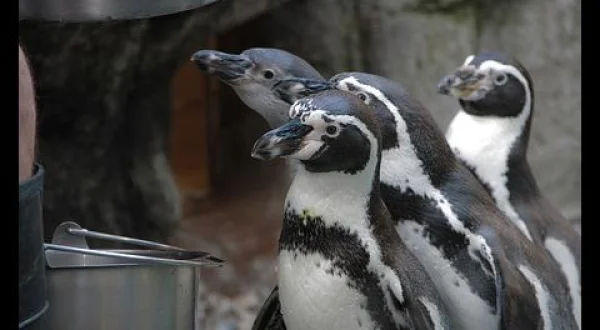 動物園のヒミツ