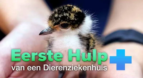 Eerste Hulp van een Dierenziekenhuis