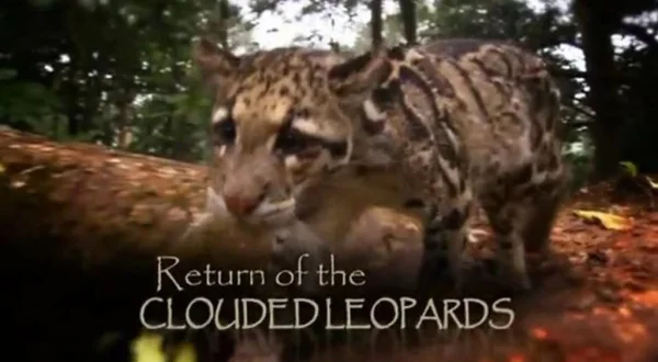 El regreso de la pantera longibanda