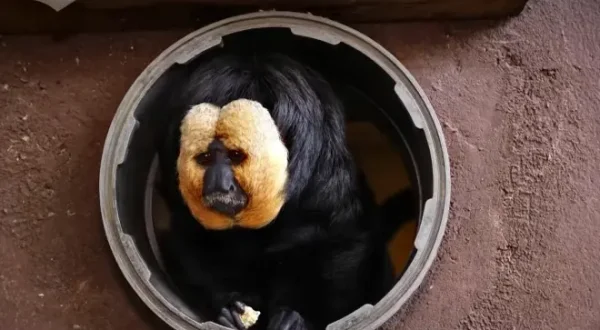 Une saison au zoo
