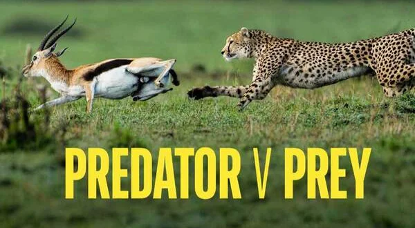 Predator v Prey