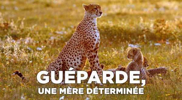 Guéparde, une mère déterminée