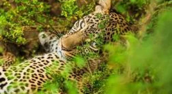 Léoparde : la reine du Serengeti