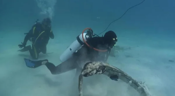 Potraga za stvorenjima