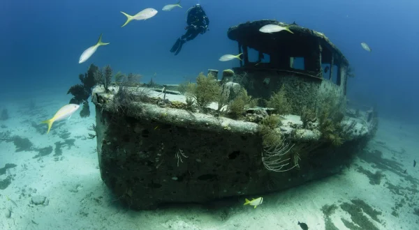 Colonies Under the Sea