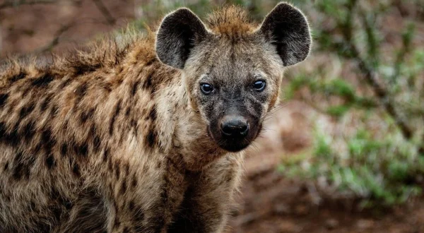 Tierische Superhelden: Meister der Jagd