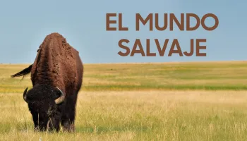 El Mundo Salvaje