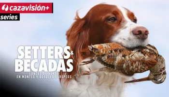 Setters y becadas. Lances de honor en montes y bosques europeos